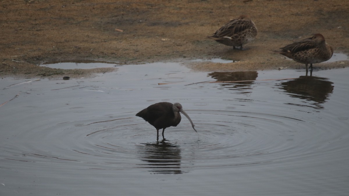 Ibis à face blanche - ML619367211