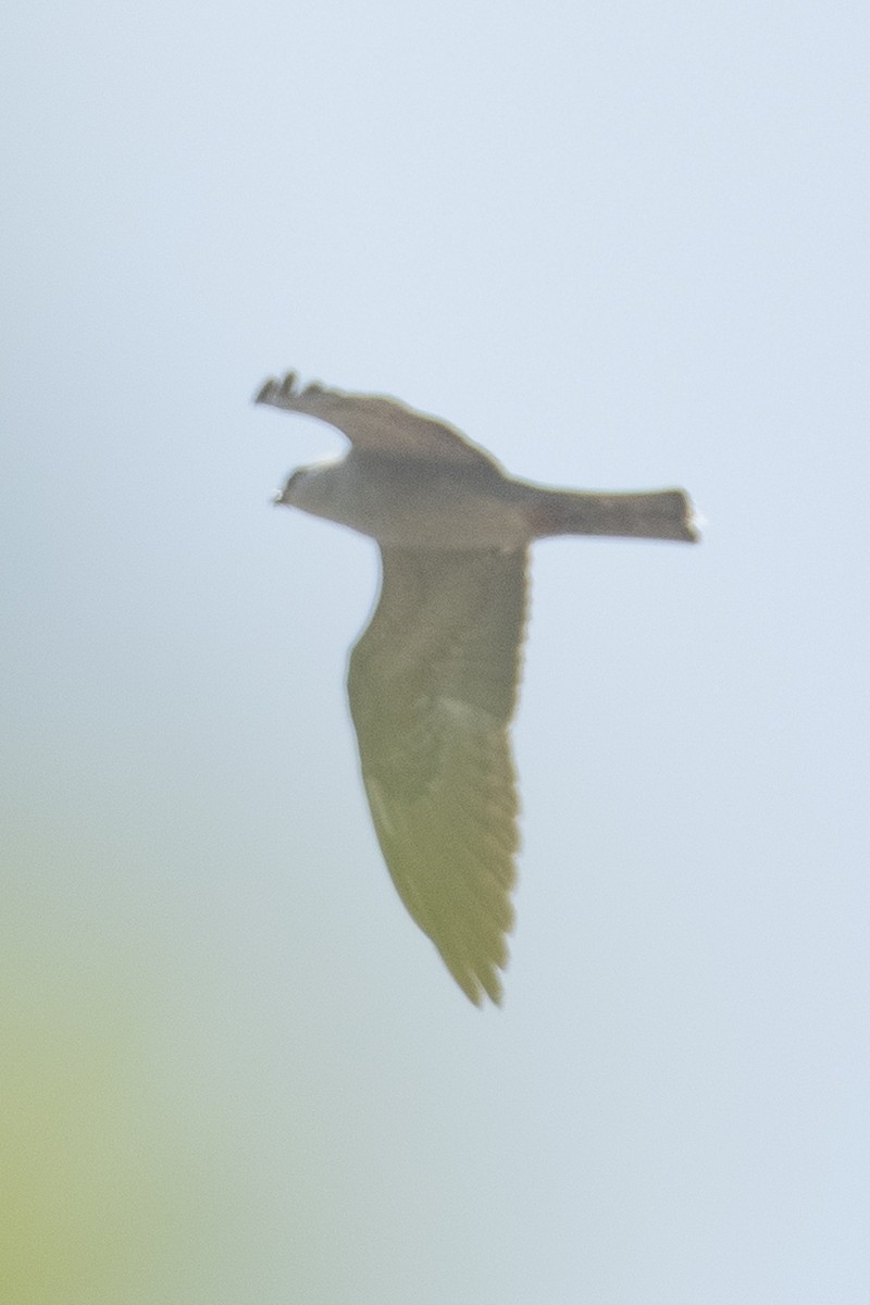 Mississippi Kite - ML619367229