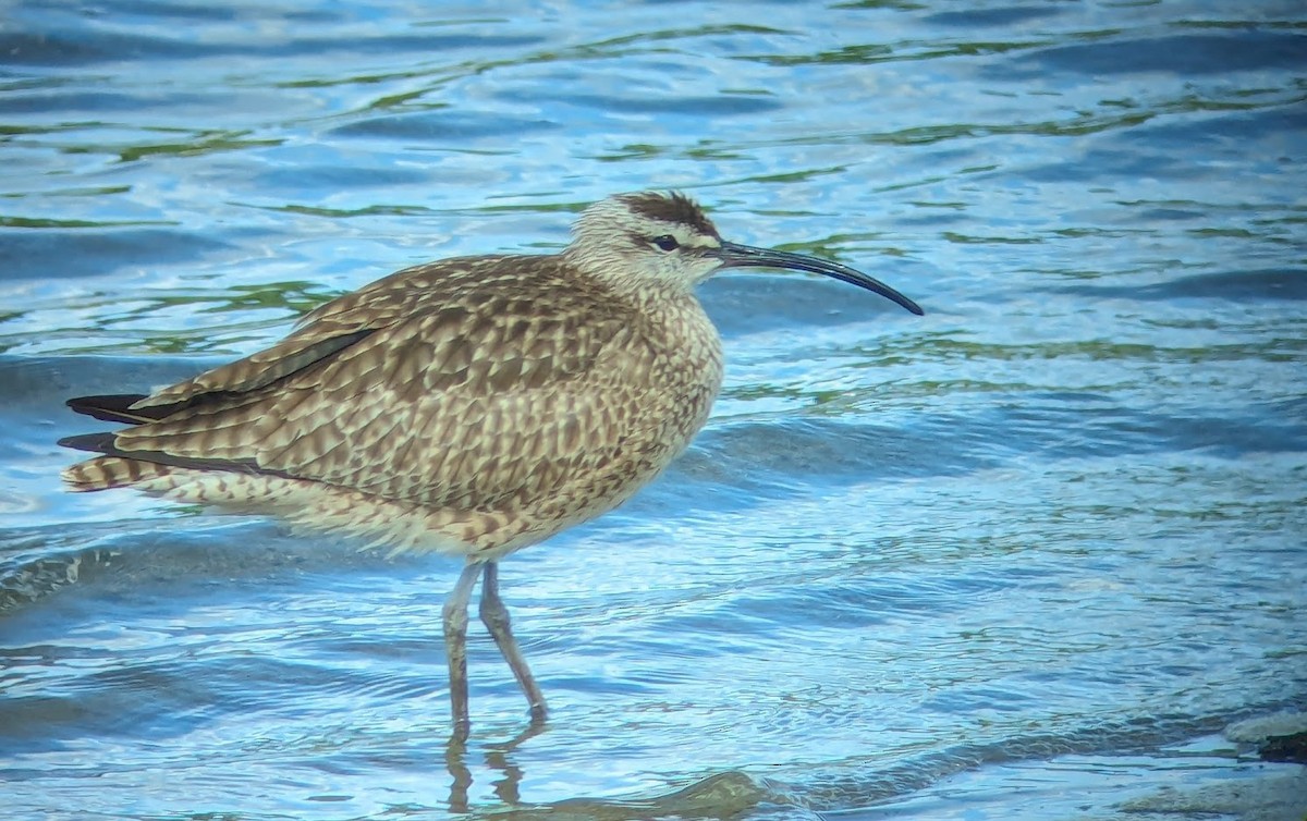 Whimbrel - ML619367231