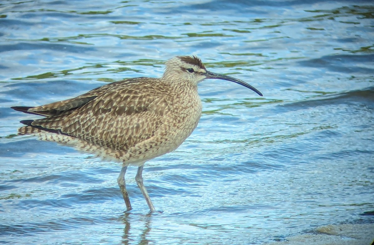 Regenbrachvogel - ML619367232