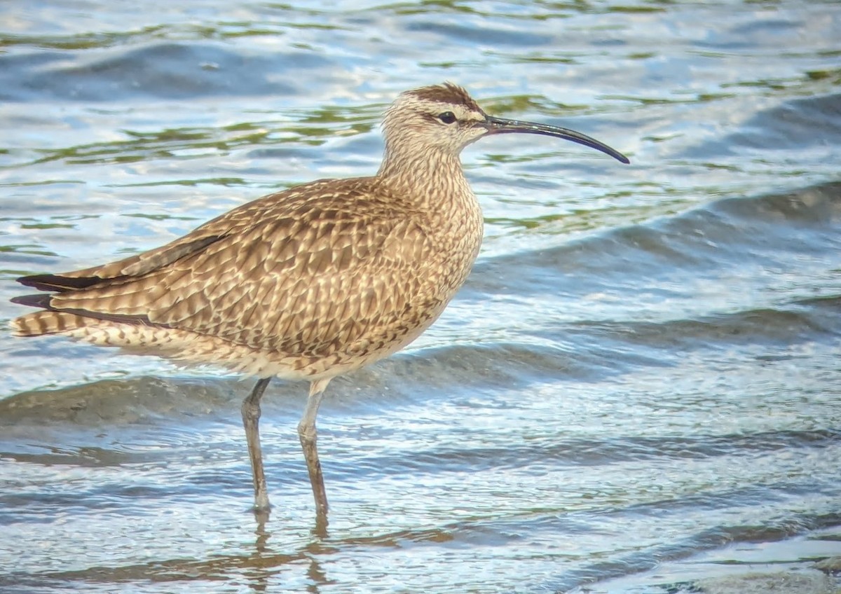 Whimbrel - ML619367234