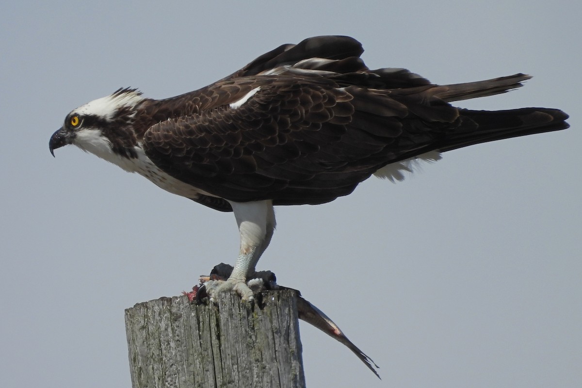 Balbuzard pêcheur - ML619367237