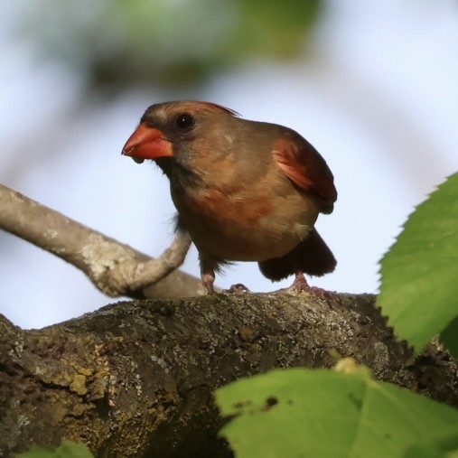 Cardinal rouge - ML619367241