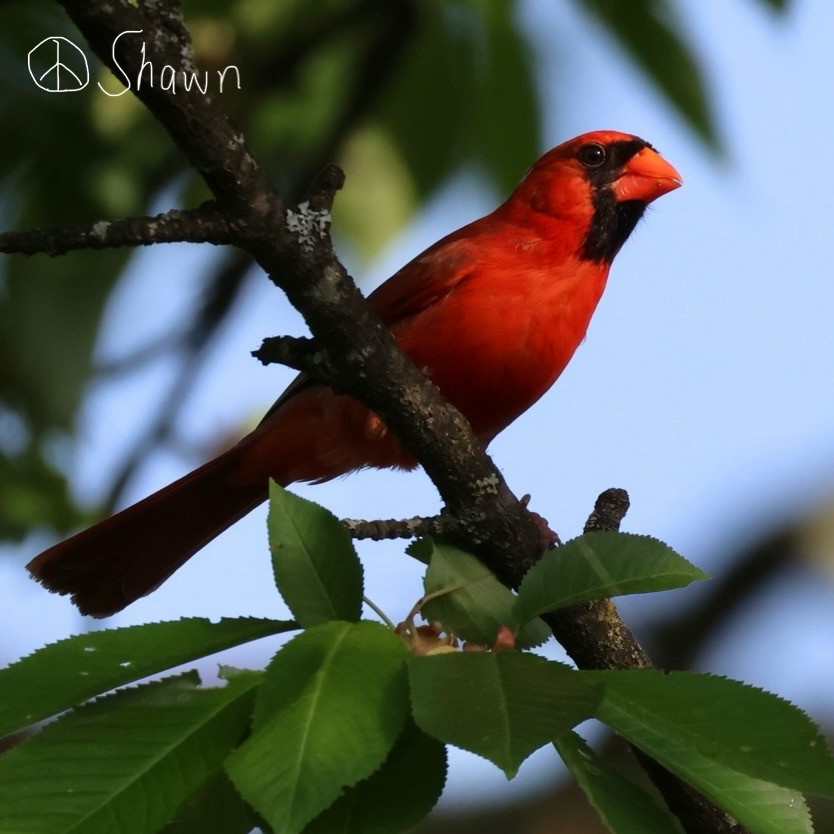 Cardinal rouge - ML619367242