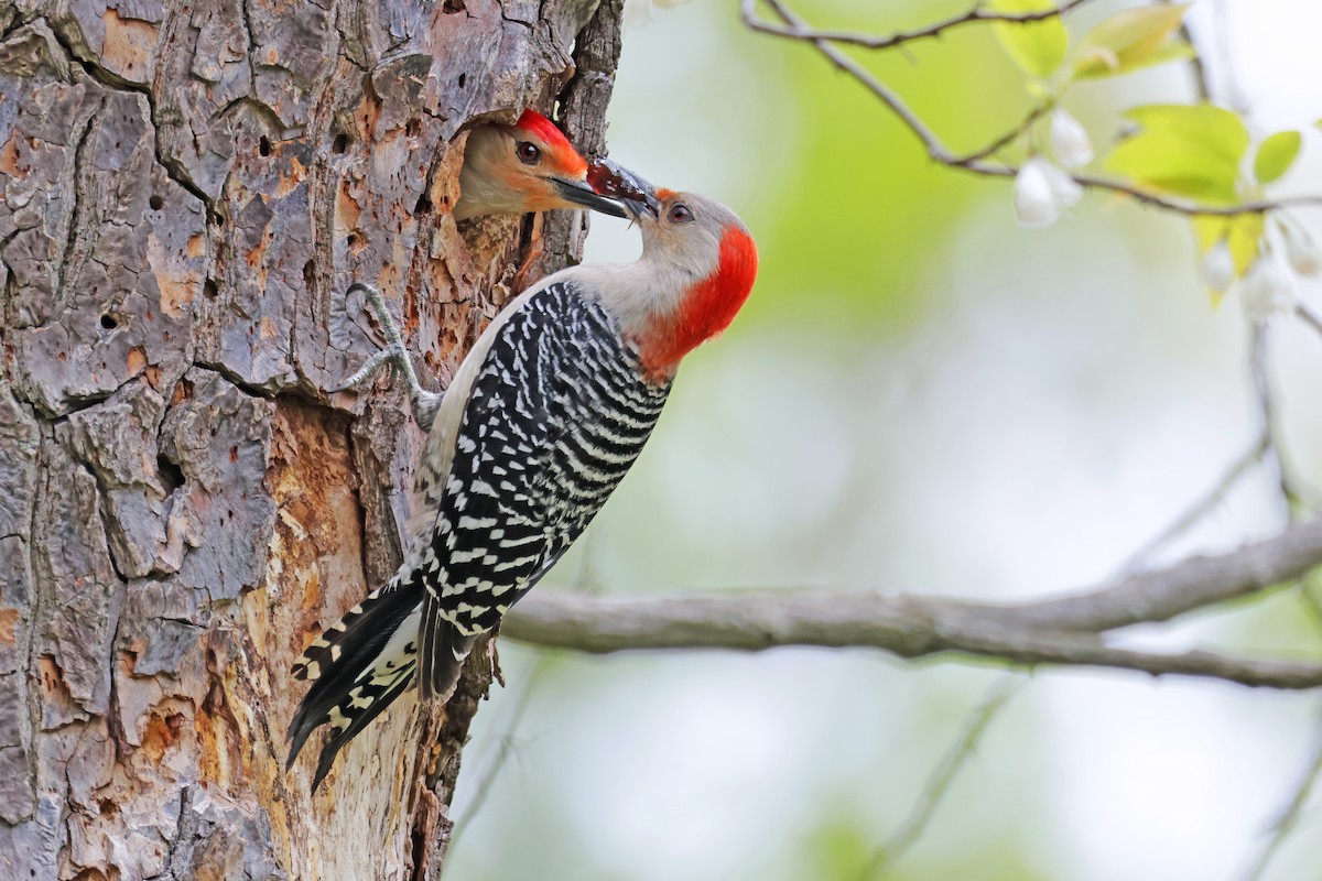 Red-bellied Woodpecker - Nathan Wall