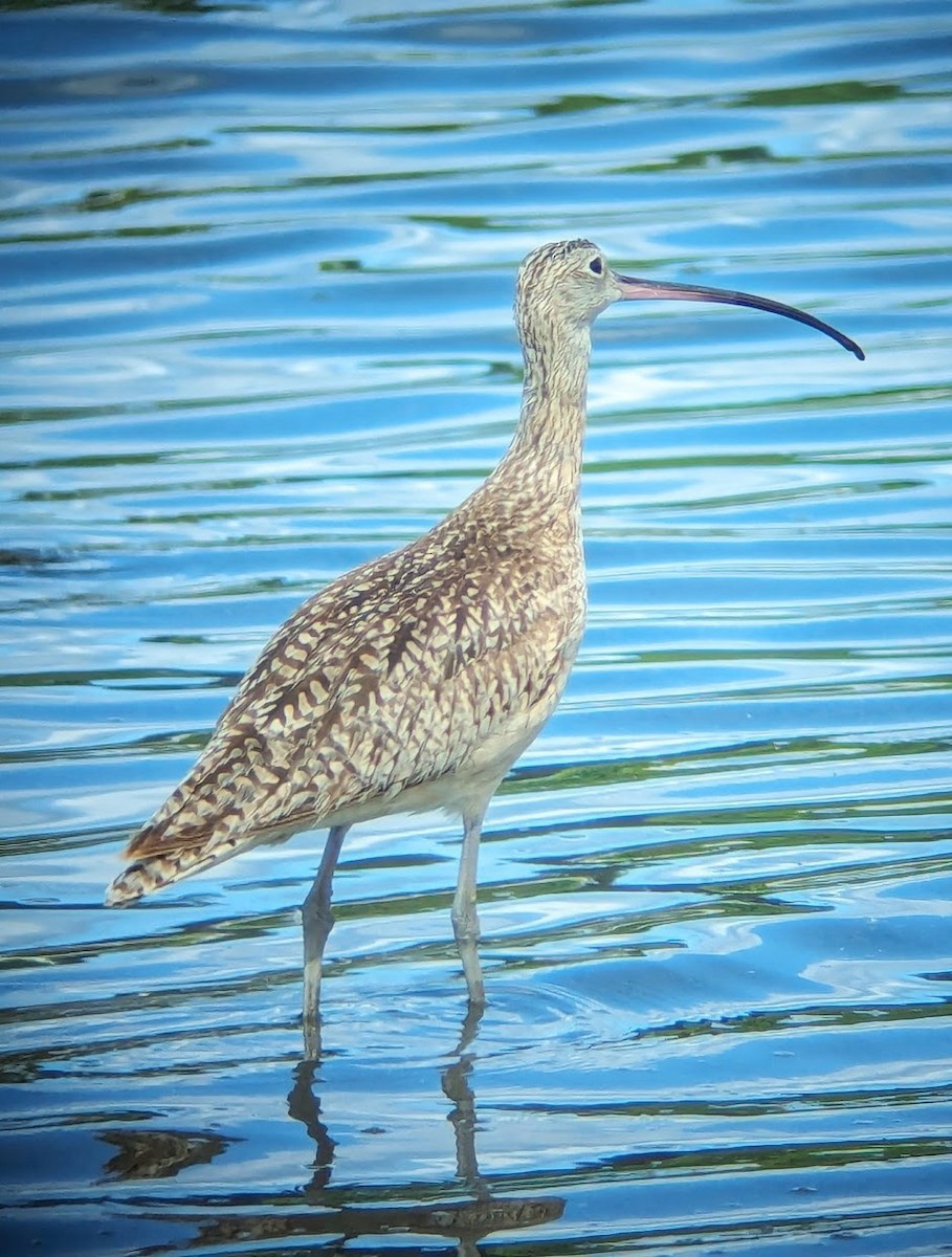 Long-billed Curlew - ML619367256