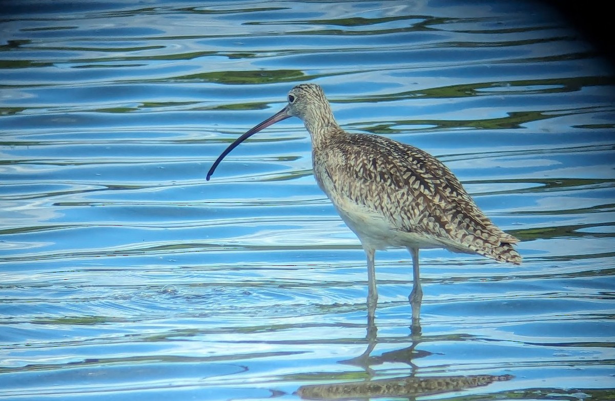 Long-billed Curlew - ML619367257