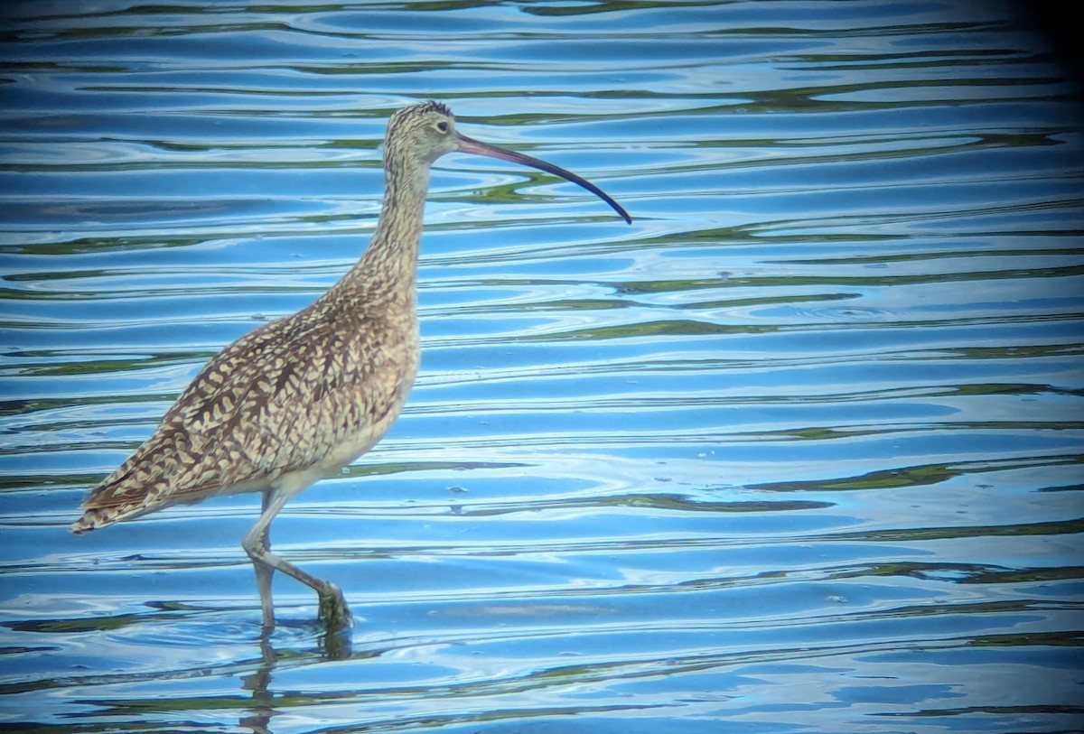 Long-billed Curlew - ML619367258