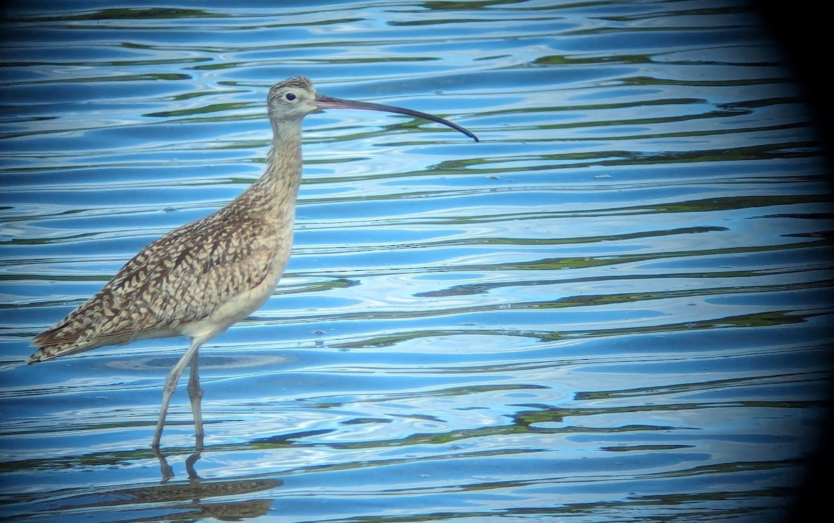 Long-billed Curlew - ML619367259