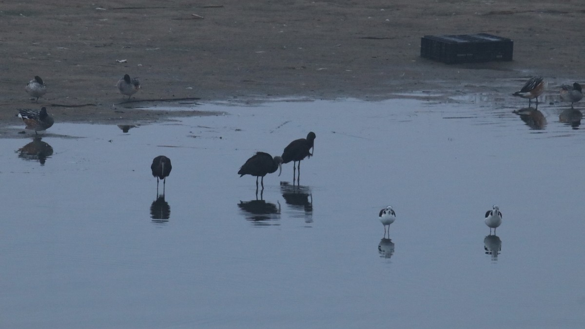 White-faced Ibis - ML619367272