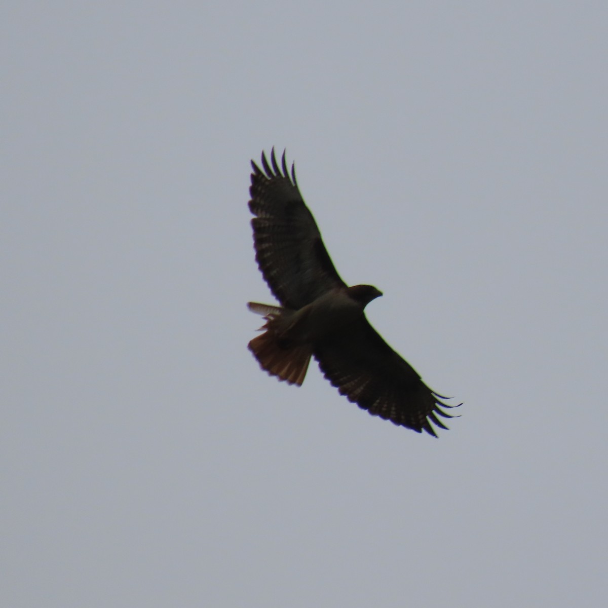 Red-tailed Hawk - Brian Nothhelfer