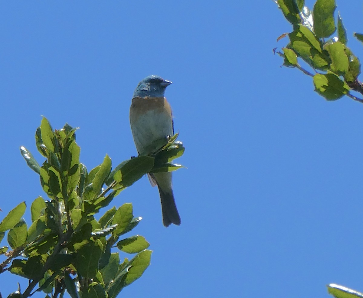 Lazuli Bunting - ML619367284