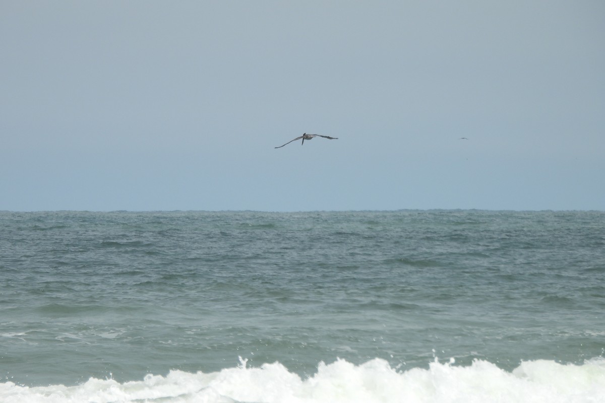 Brown Pelican - Dave Milsom