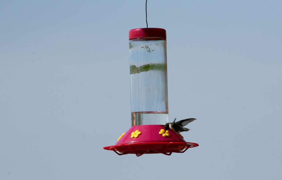 Ruby-throated Hummingbird - ML619367288