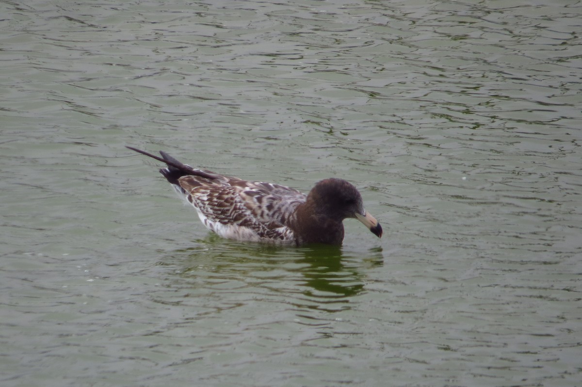 Belcher's Gull - Gary Prescott