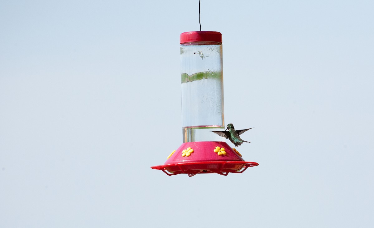 Ruby-throated Hummingbird - ML619367295