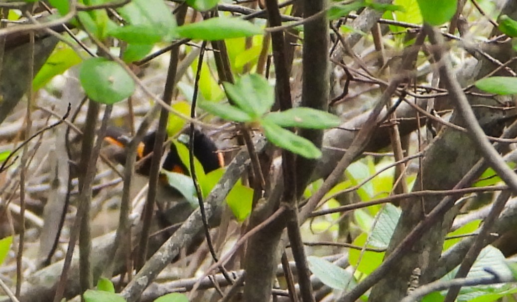 American Redstart - Philip Kyle