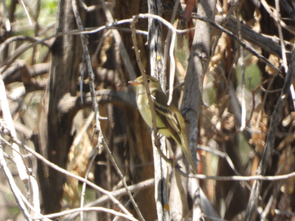 Alder/Willow Flycatcher (Traill's Flycatcher) - ML619367302