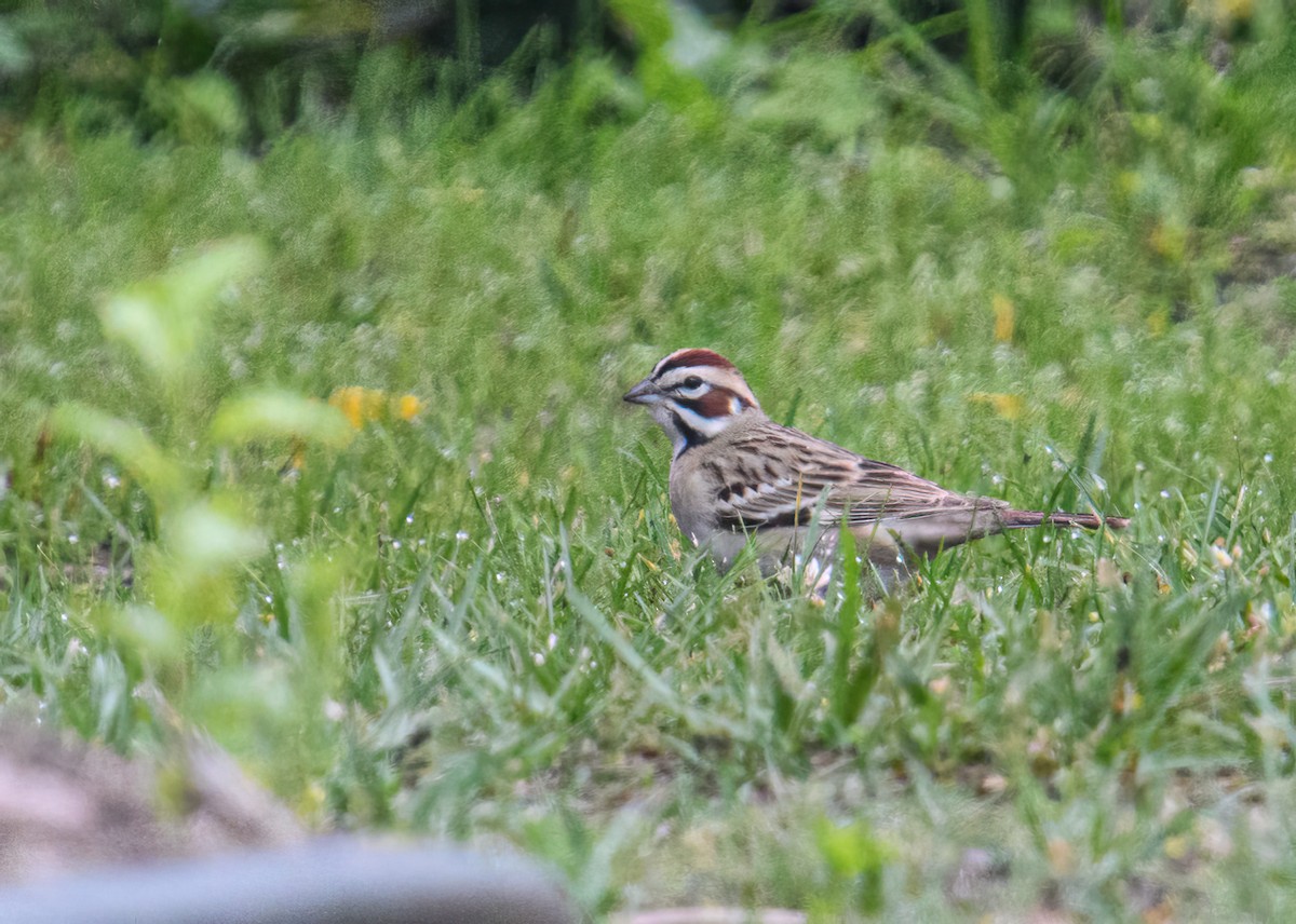 Lark Sparrow - Bert Filemyr