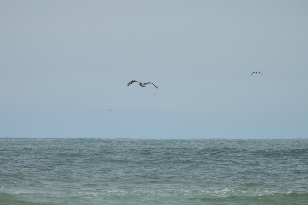 Brown Pelican - Dave Milsom