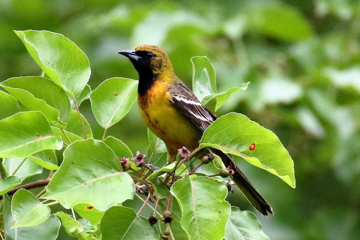Orchard Oriole - ML619367312