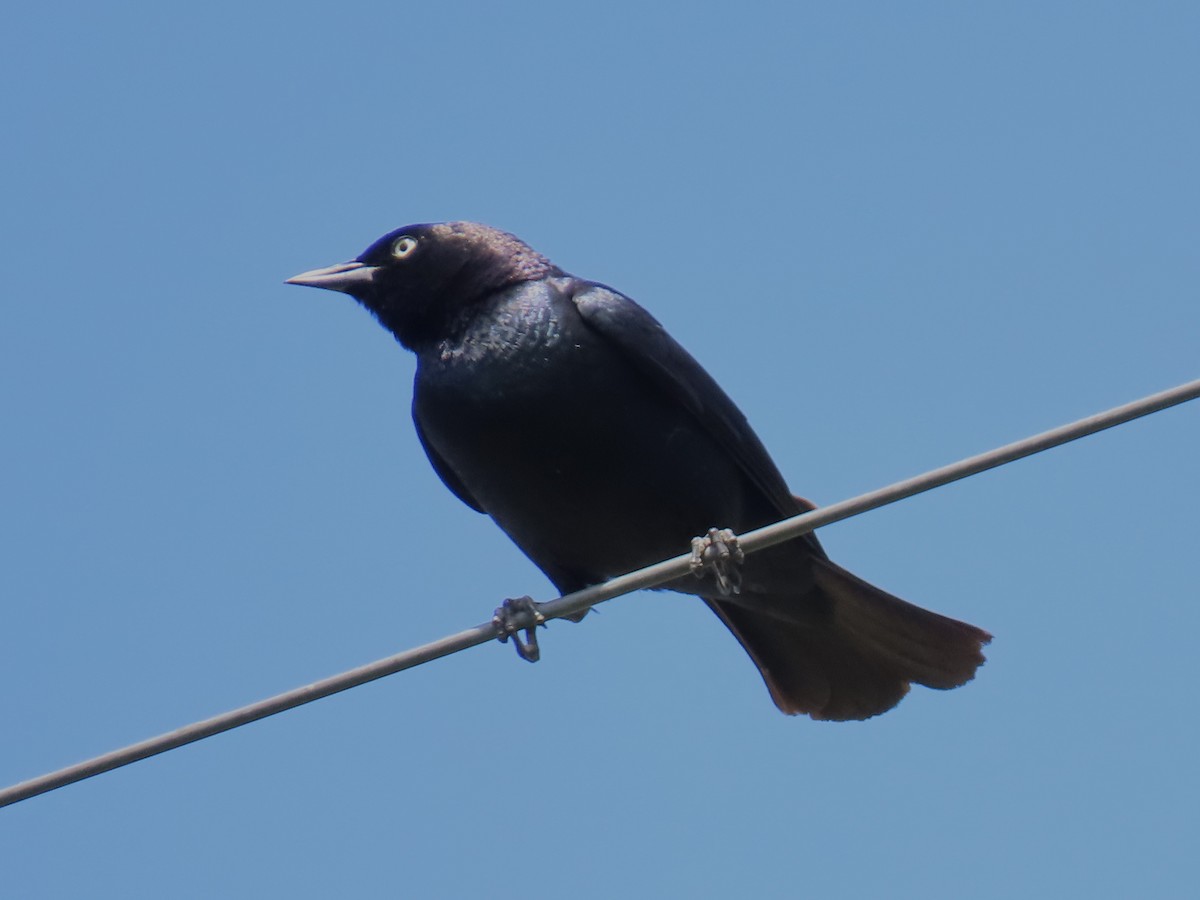 Brewer's Blackbird - Alane Gray