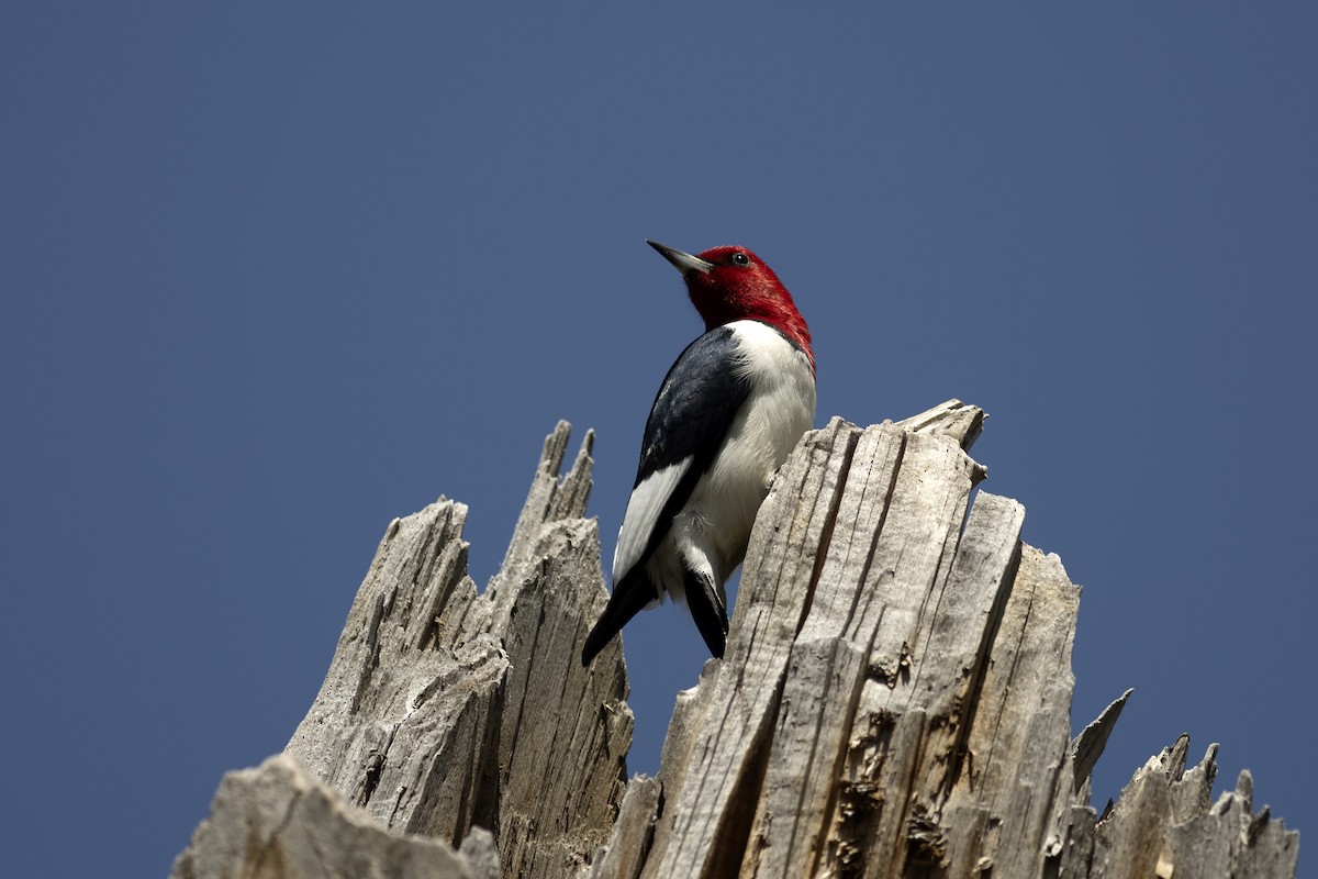 Red-headed Woodpecker - Peter Arnold