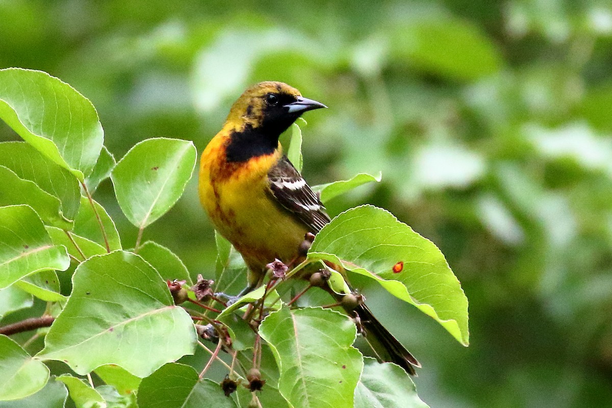 Orchard Oriole - ML619367325