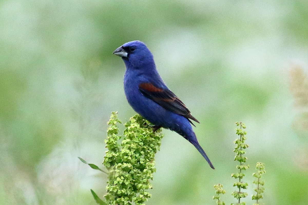 Blue Grosbeak - ML619367332