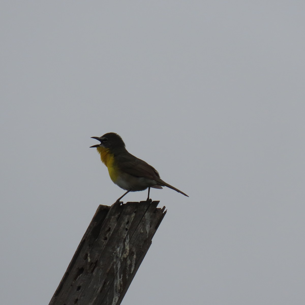 Yellow-breasted Chat - Brian Nothhelfer