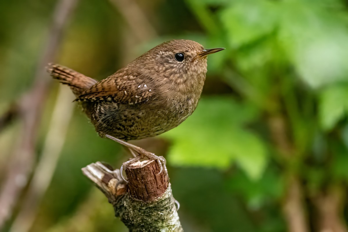 Pacific Wren - Dominic More O’Ferrall