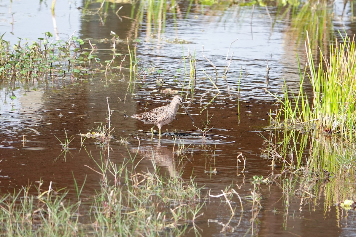 Long-billed Dowitcher - ML619367346