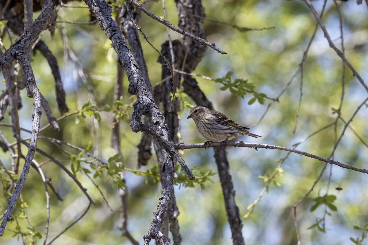 Pine Siskin - Peter Arnold