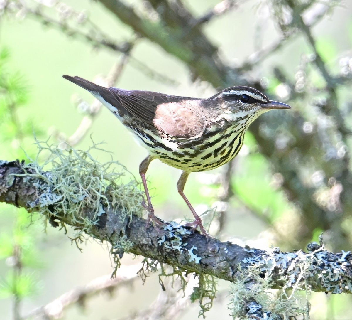 Northern Waterthrush - Alan Sankey  COHL