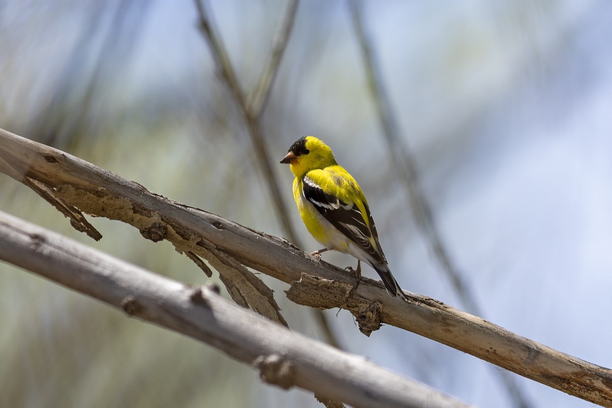 American Goldfinch - Peter Arnold