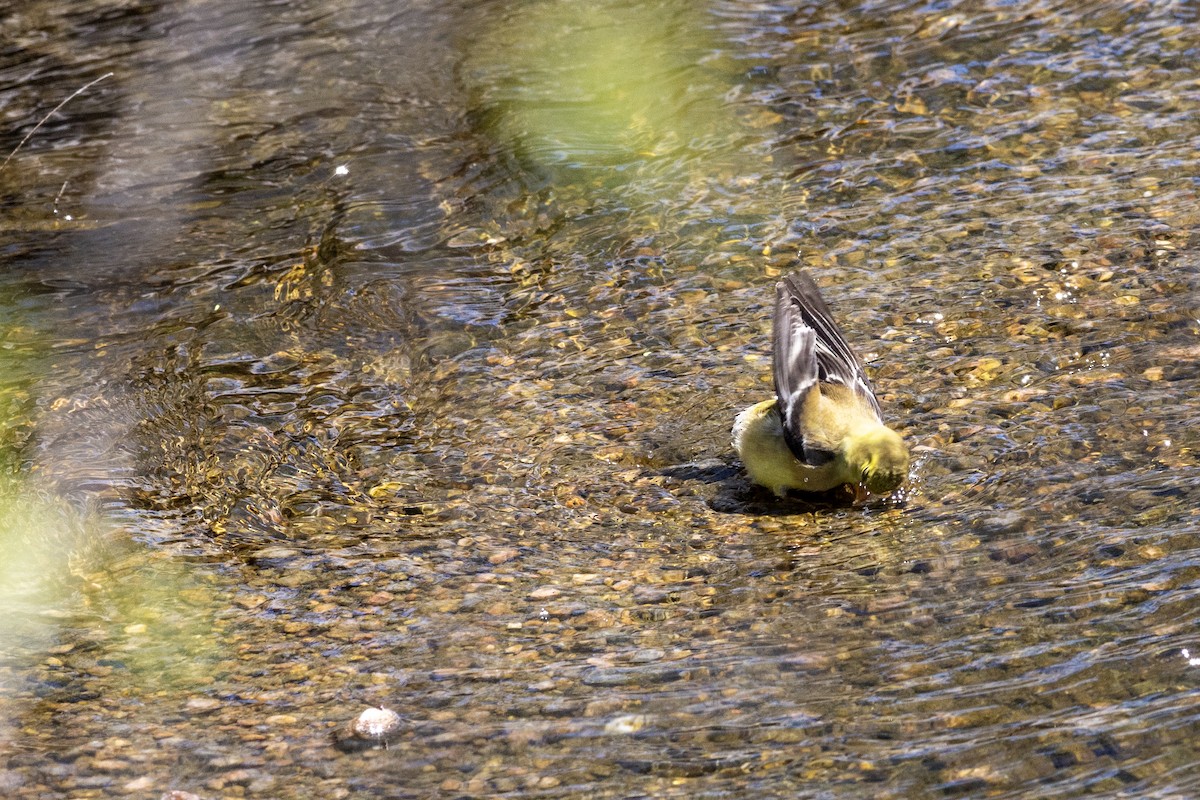 American Goldfinch - Peter Arnold