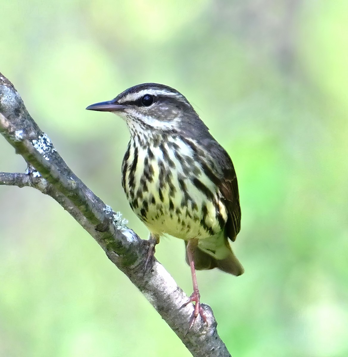 Northern Waterthrush - Alan Sankey  COHL