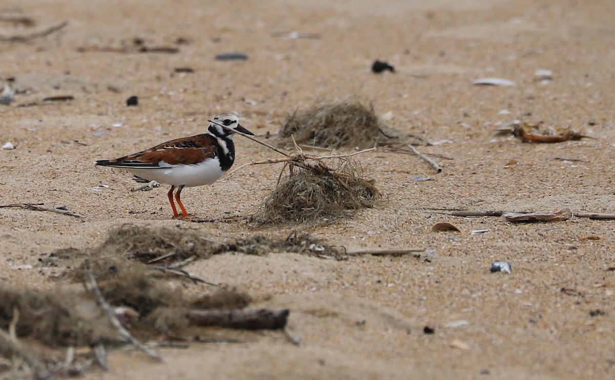 Ruddy Turnstone - Rob Bielawski