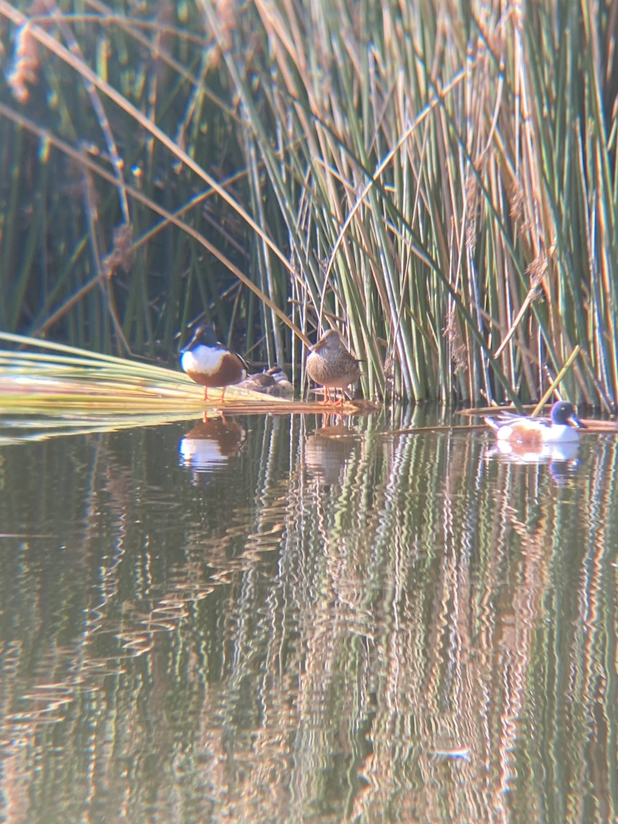 Northern Shoveler - Tori R.