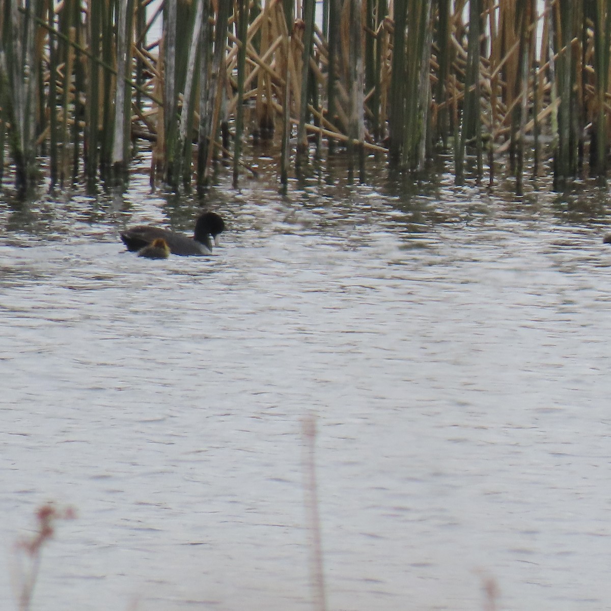 American Coot - Brian Nothhelfer