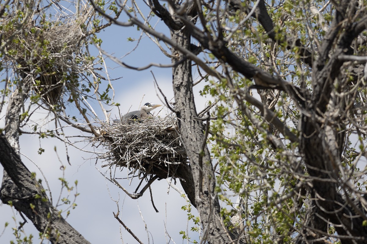 Great Blue Heron - ML619367406