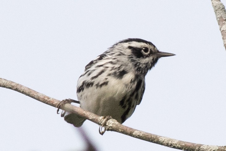 Black-and-white Warbler - David Brown