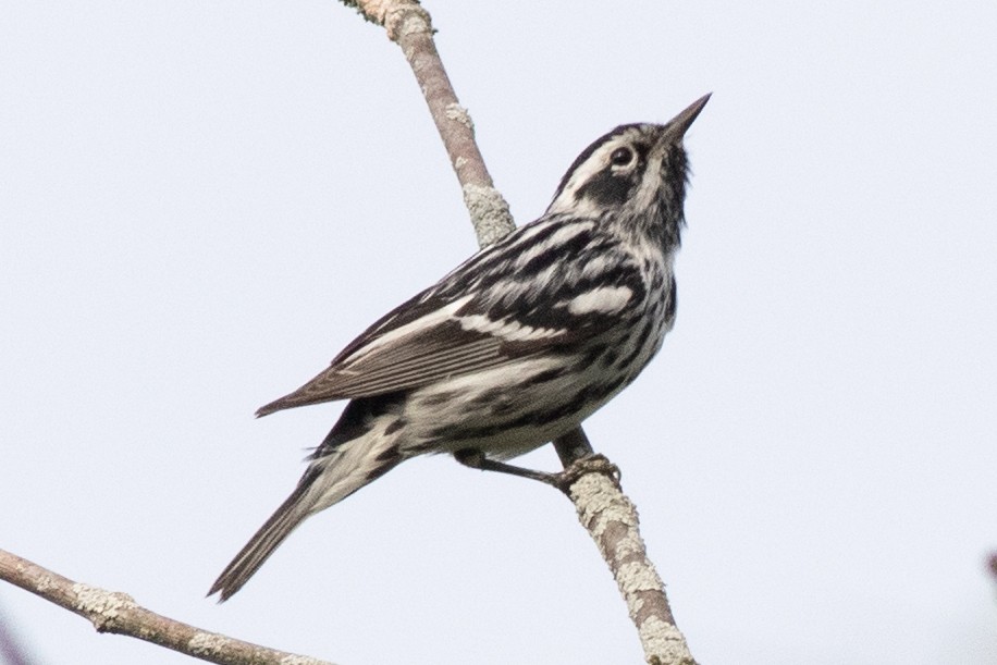 Black-and-white Warbler - David Brown