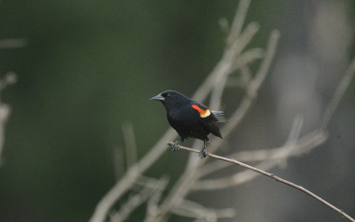 Red-winged Blackbird - George Gerules & Ann Steffen
