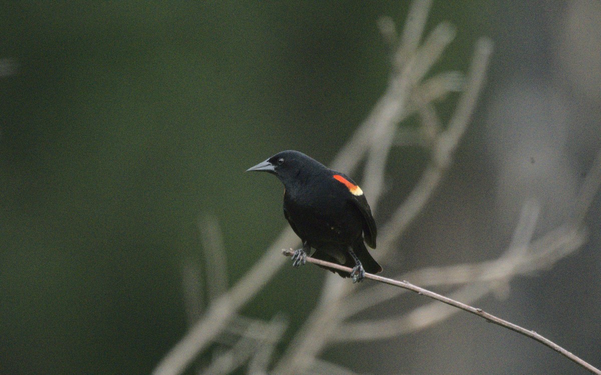 Red-winged Blackbird - George Gerules & Ann Steffen