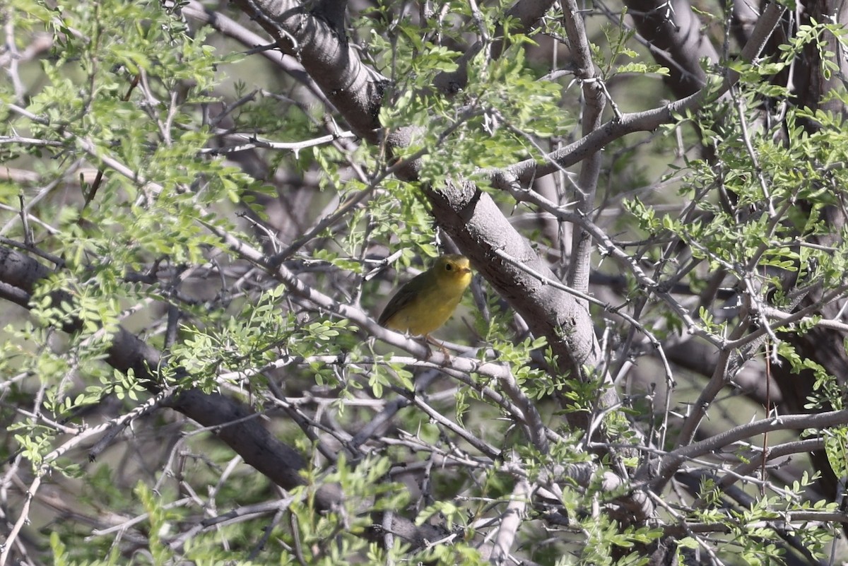 Wilson's Warbler - ML619367429