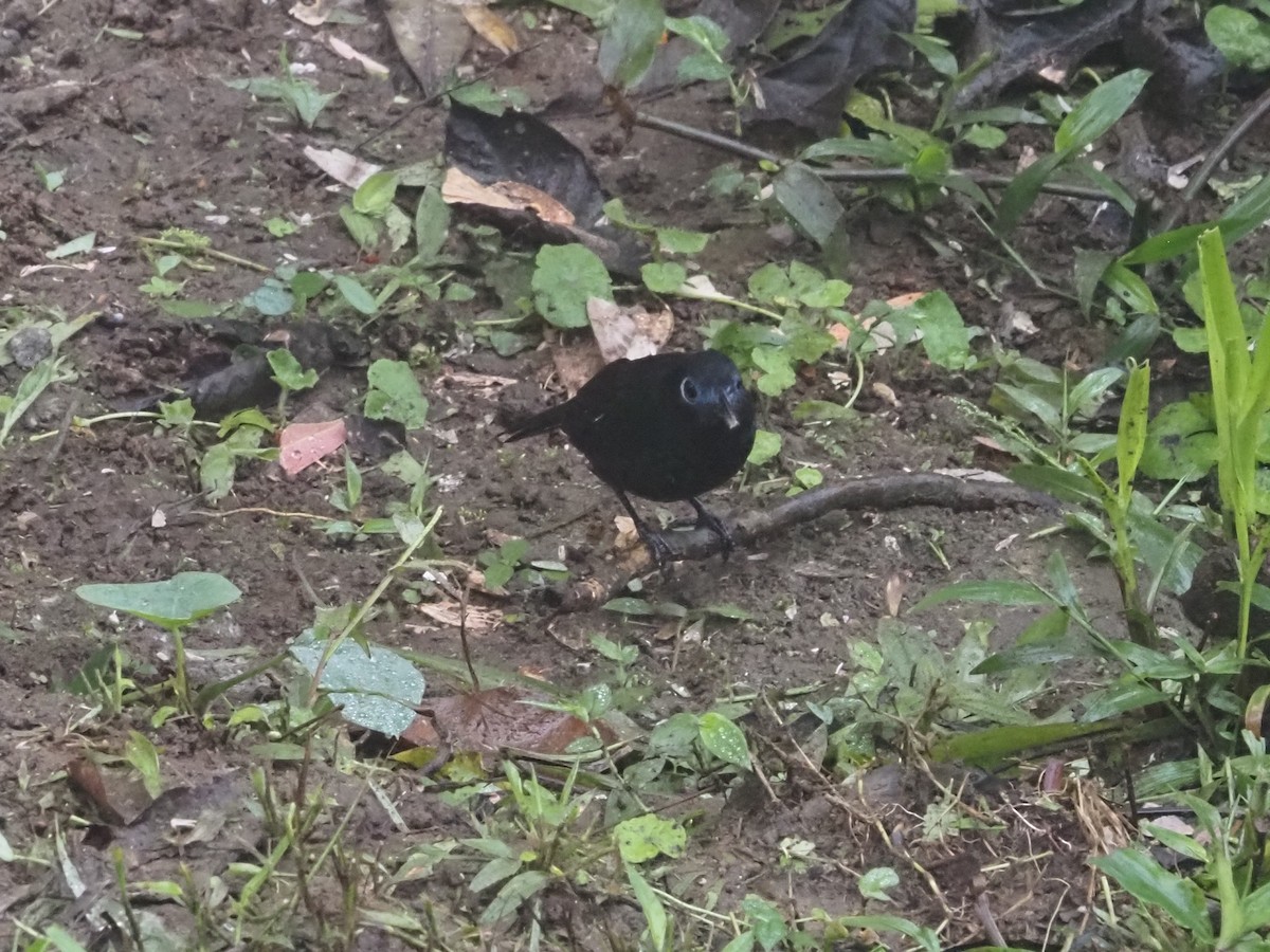 Zeledon's Antbird - Bob Maddox