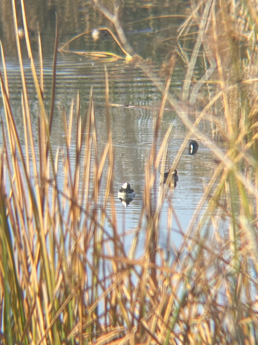 Bufflehead - Tori R.