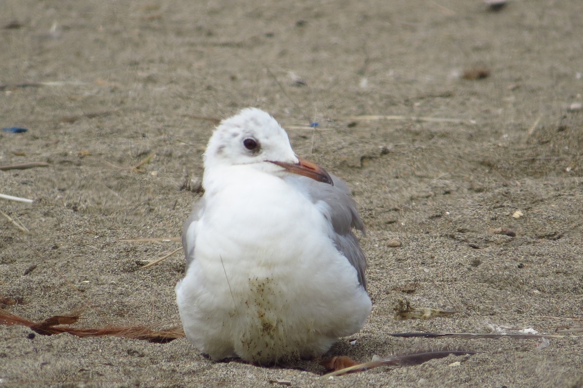 Gray-hooded Gull - Gary Prescott