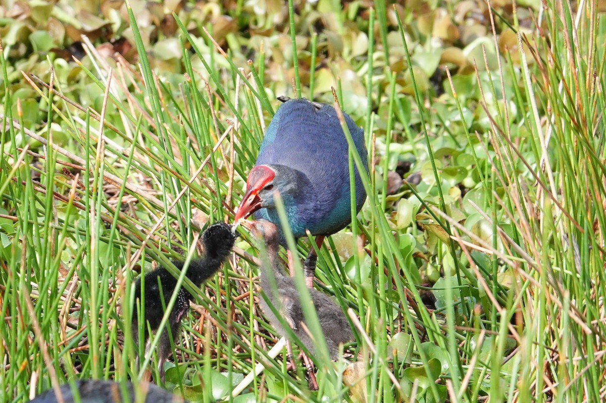 Gray-headed Swamphen - ML619367474